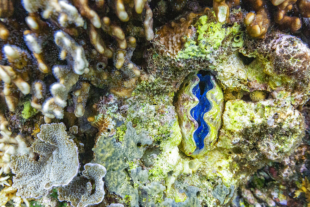 The beautiful mantle of a giant clam, Genus Tridacna, underwater on the island of Misool, Raja Ampat, on Papua, Indonesia