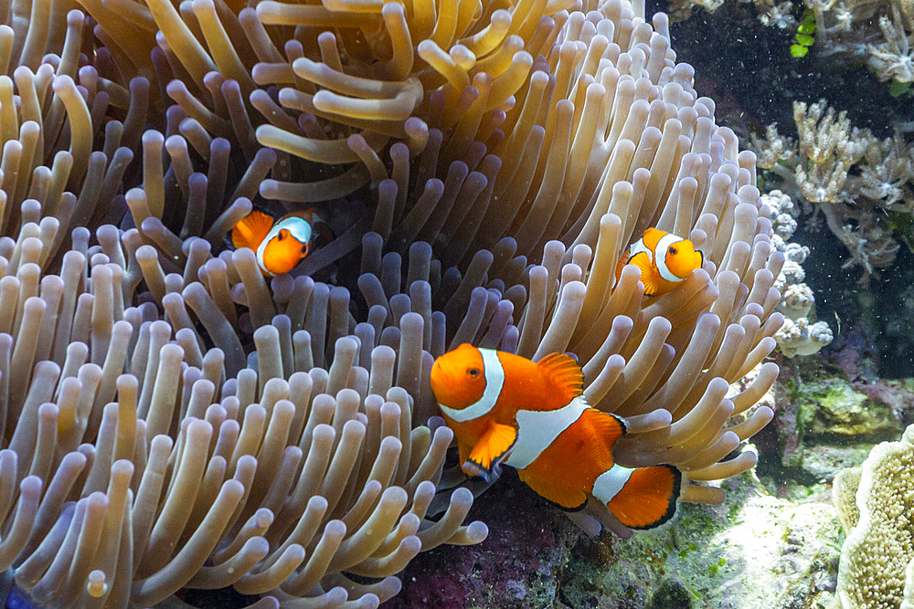 A family of Ocellaris anemonefish, Amphiprion ocellaris, underwater on the island of Misool, Raja Ampat, on Papua, Indonesia
