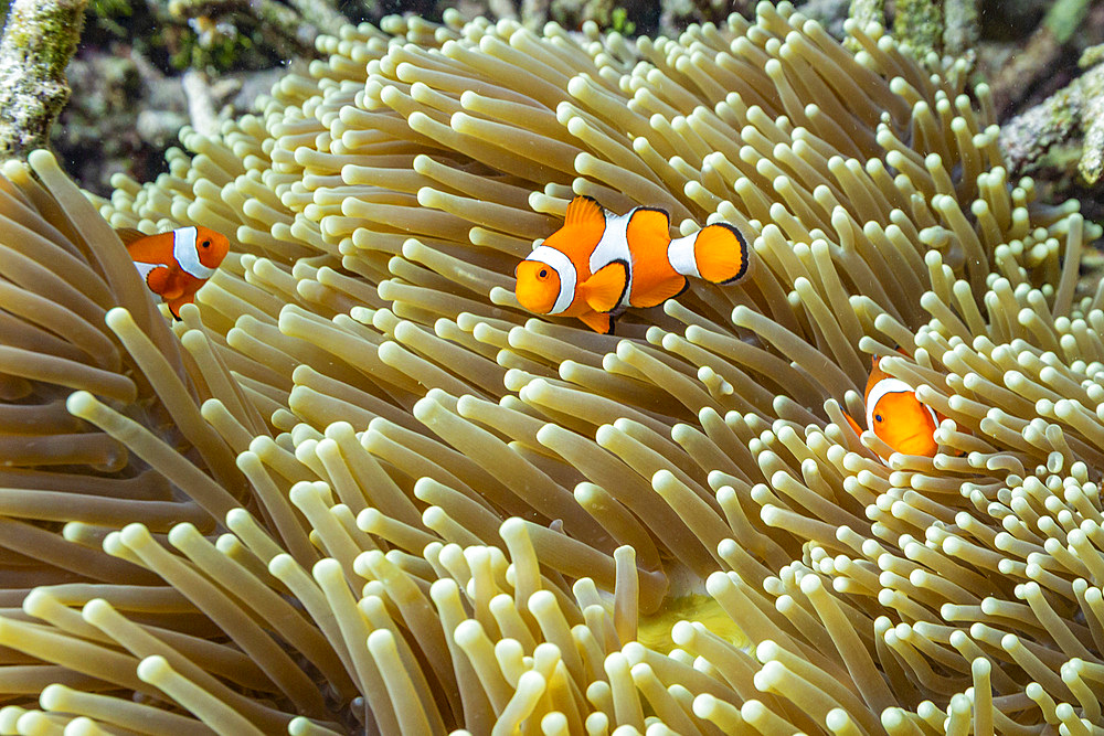 A family of Ocellaris anemonefish, Amphiprion ocellaris, underwater on the island of Misool, Raja Ampat, on Papua, Indonesia