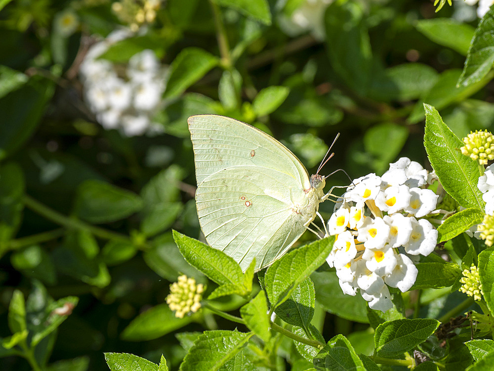 A lemon migrant butterfly, Catopsillia pomona, on a flower, Maumere on the island of Flores, Lesser Sunda, Indonesia.