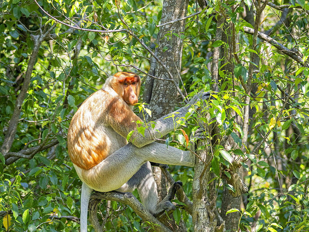 An adult male proboscis monkey, Nasalis larvatus, Labuk Bay Proboscis Monkey Sanctuary, Sabah, Malaysia.