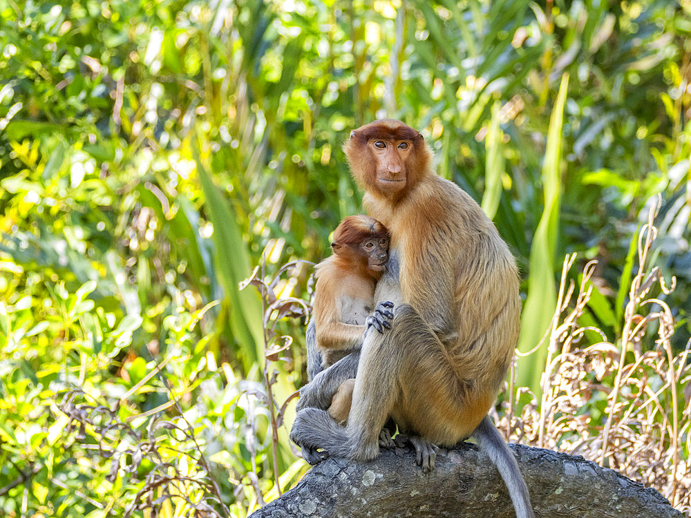 A mother proboscis monkey, Nasalis larvatus, feeding her infant, Labuk Bay Proboscis Monkey Sanctuary, Sabah, Malaysia.