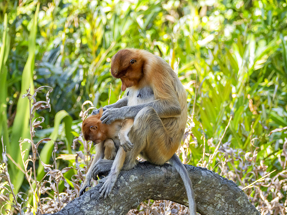 A mother proboscis monkey, Nasalis larvatus, preening her infant, Labuk Bay Proboscis Monkey Sanctuary, Sabah, Malaysia.