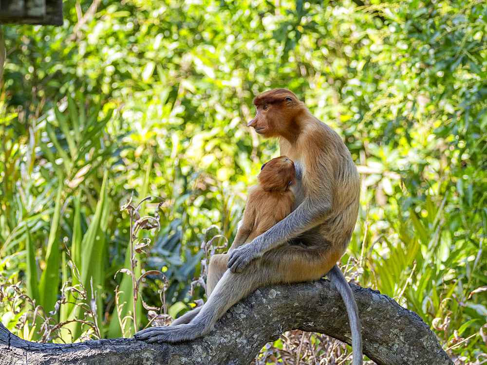 A mother proboscis monkey, Nasalis larvatus, feeding her infant, Labuk Bay Proboscis Monkey Sanctuary, Sabah, Malaysia.