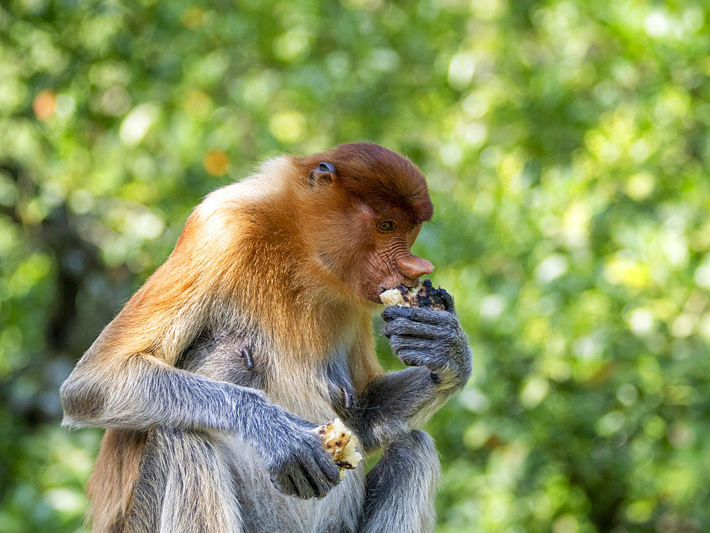 An adult female proboscis monkey, Nasalis larvatus, feeding, Labuk Bay Proboscis Monkey Sanctuary, Sabah, Malaysia.
