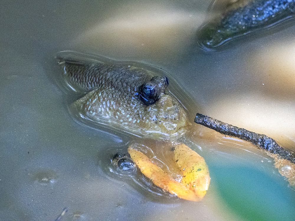 A giant mudskipper, Periophthalmodon schlosseri, in Sepilok Orangutan Rehabilitation Center, Sabah, Malaysia.