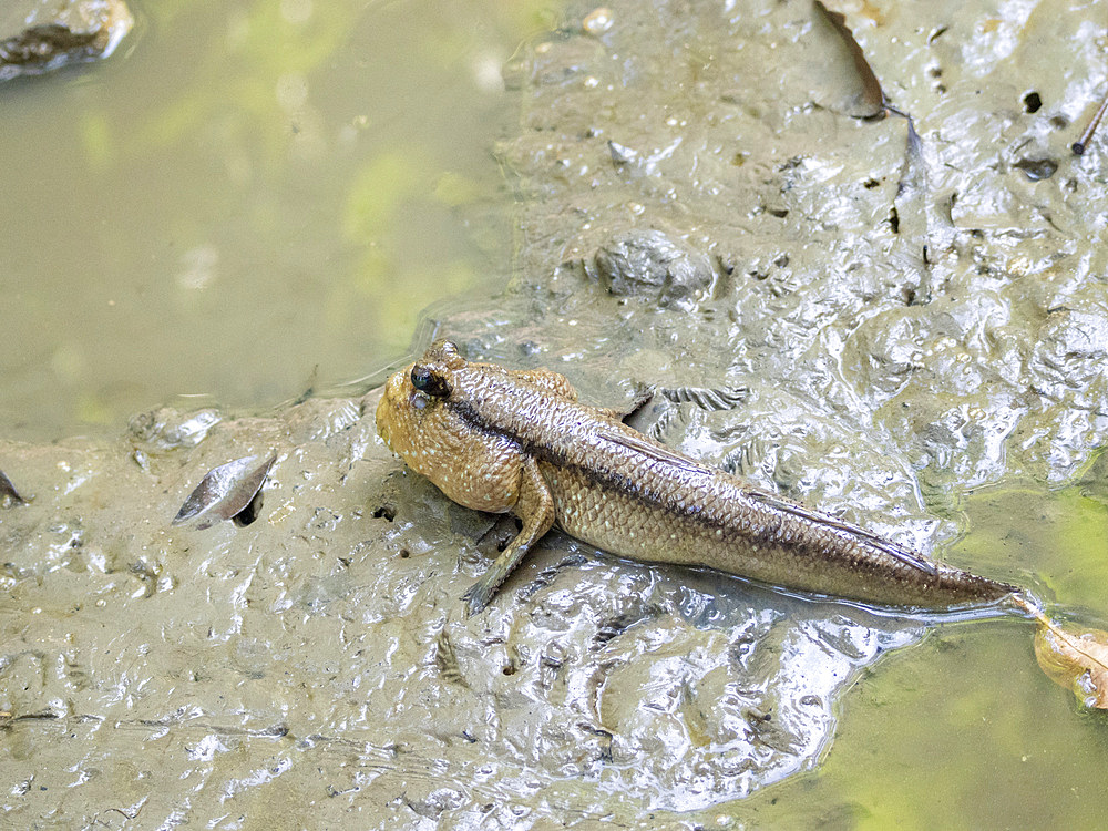 A giant mudskipper, Periophthalmodon schlosseri, in Sepilok Orangutan Rehabilitation Center, Sabah, Malaysia.