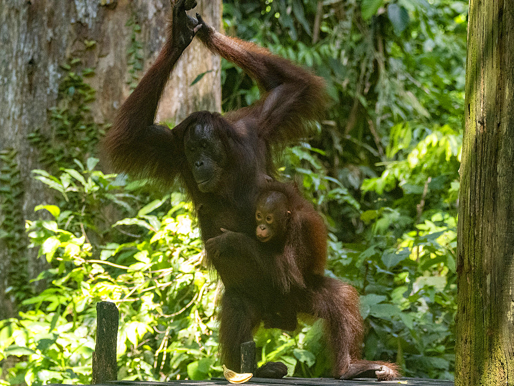 A mother and infant Bornean orangutan Pongo pygmaeus, Sepilok Orangutan Rehabilitation Center, Sabah, Malaysia.