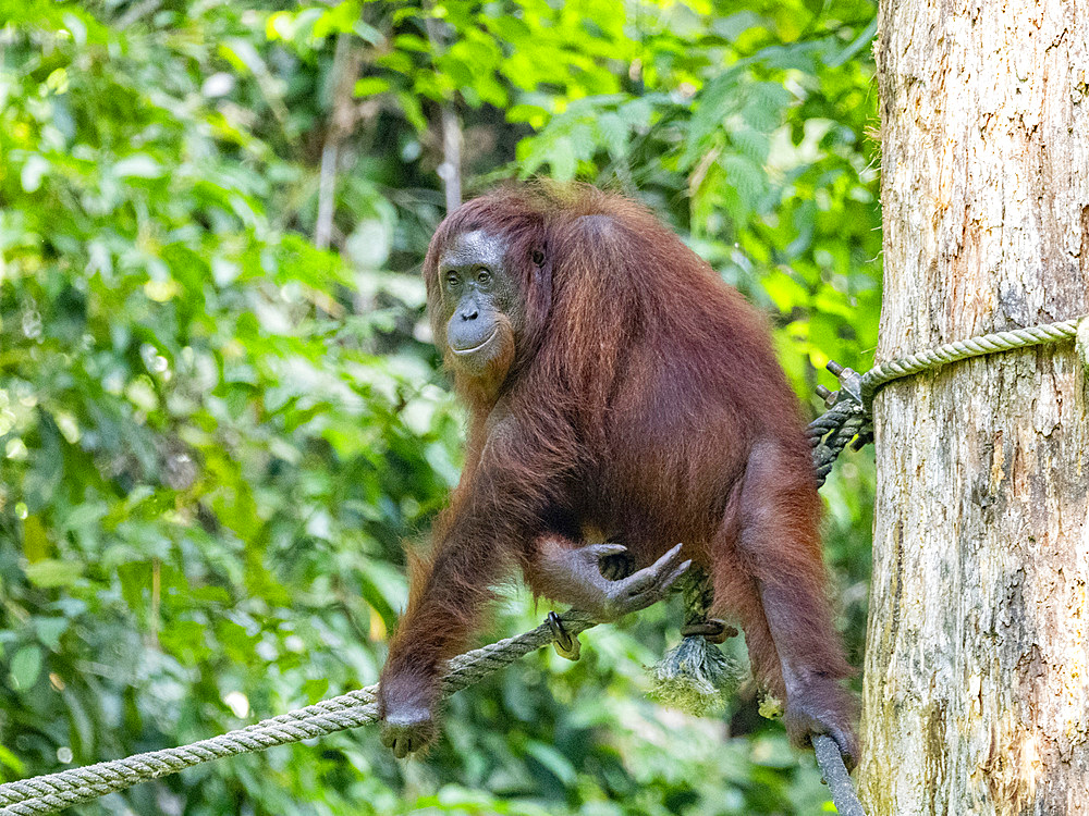 An adult Bornean orangutan Pongo pygmaeus, Sepilok Orangutan Rehabilitation Center, Sabah, Malaysia.
