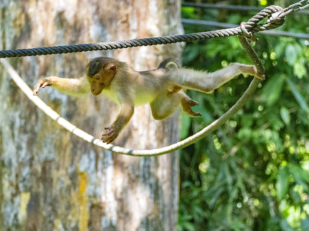 A Southern pig-tailed macaque, Macaca nemestrina, Sepilok Orangutan Rehabilitation Center, Sabah, Malaysia.