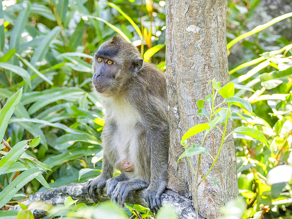 Rehabilitated long-tailed macaque, Macaca fascicularis, Labuk Bay Proboscis Monkey Sanctuary, Sabah, Malaysia.