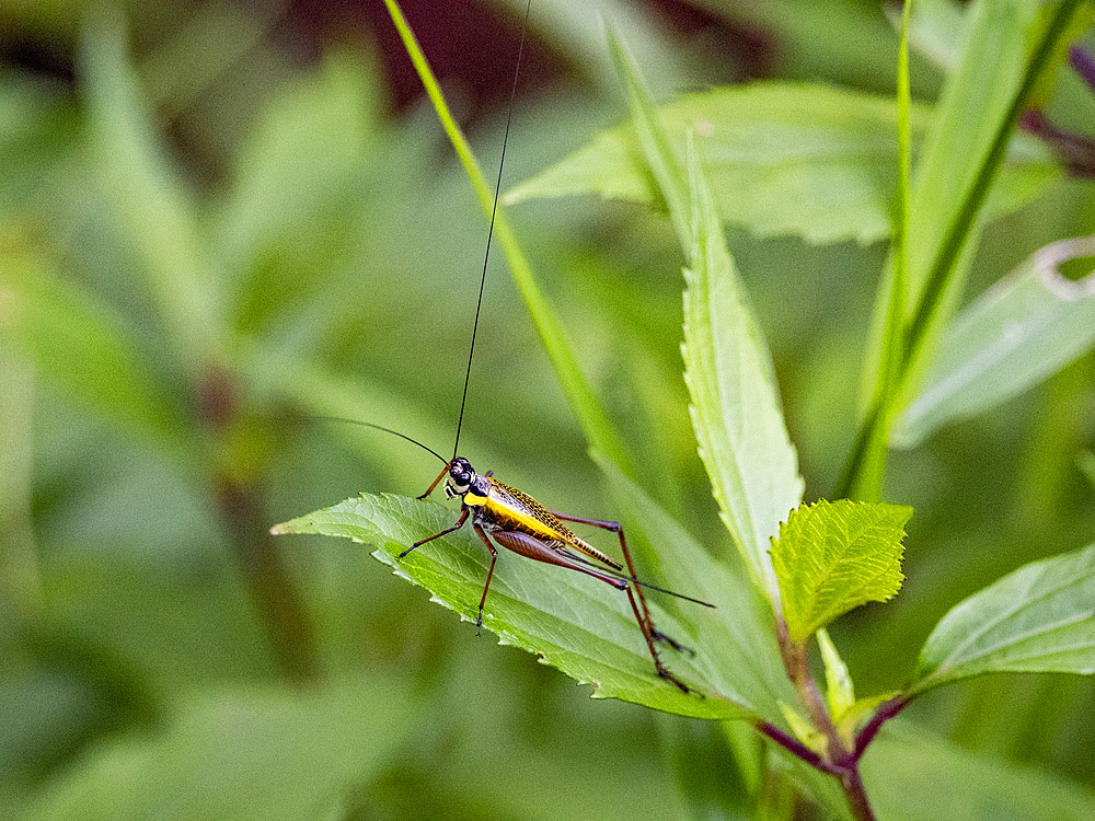 Grasshopper, Nisitrus vittatus, on a leaf in Mount Kinabalu Park, Sabah, Malaysia.