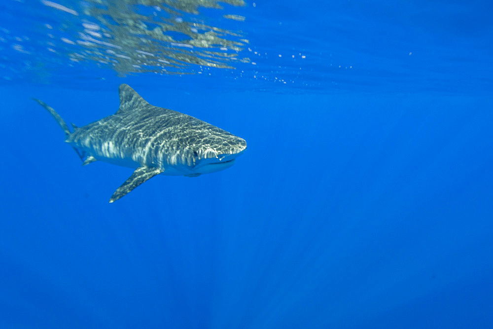 Adult tiger shark, Galeocerdo cuvier, underwater in the AuAu Channel, Hawaii, USA. Pacific Ocean.