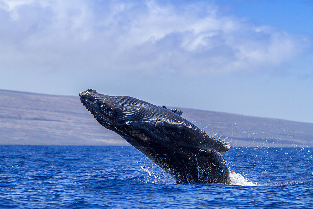 Adult male humpback whale, Megaptera novaeangliae, breaching in the AuAu Channel, Hawaii, USA, Pacific Ocean.