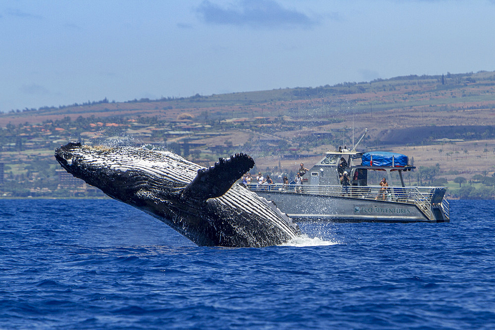 Adult humpback whale, Megaptera novaeangliae, breaching near whale watching boat in the AuAu Channel, Hawaii, USA.