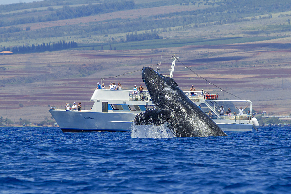Adult humpback whale, Megaptera novaeangliae, breaching near whale watching boat in the AuAu Channel, Hawaii, USA.