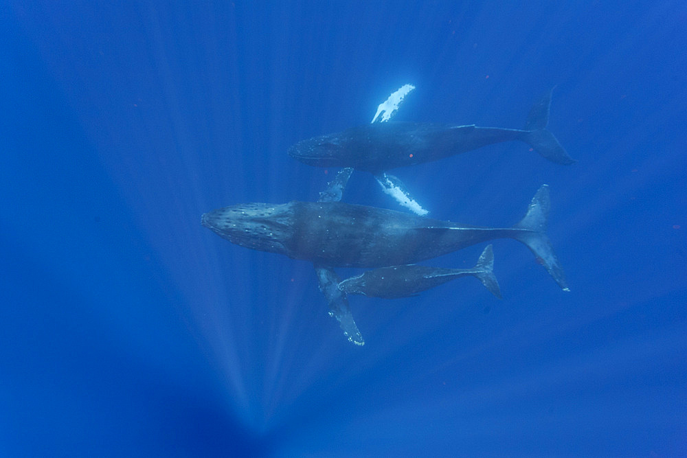A curious cow calf and escort humpback whale, Megaptera novaeangliae, underwater in the AuAu Channel, Hawaii, USA.
