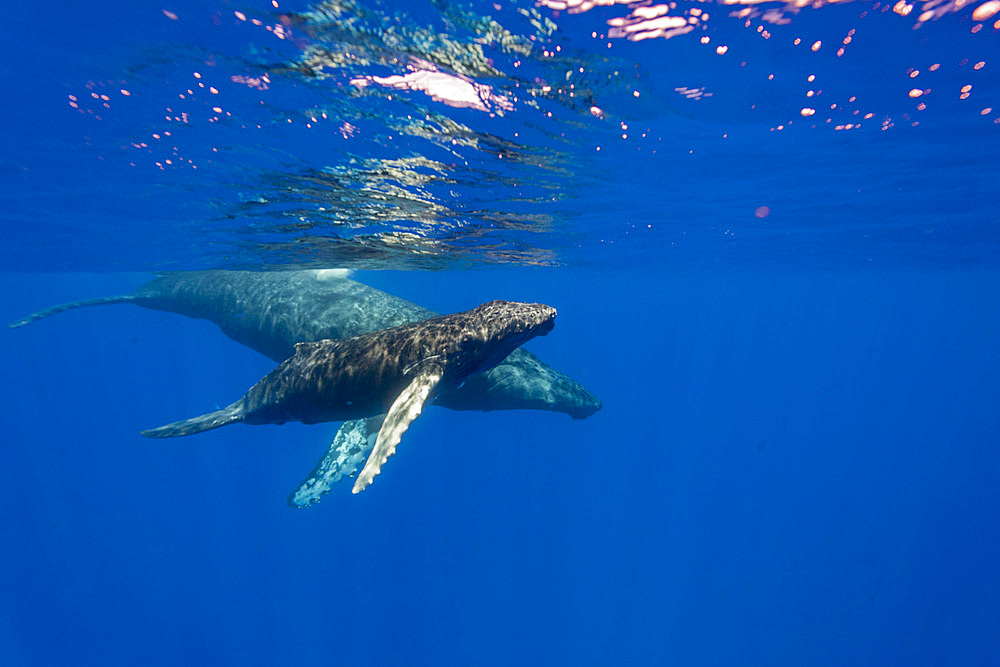 A curious cow and calf humpback whale, Megaptera novaeangliae, underwater in the AuAu Channel, Hawaii, USA.