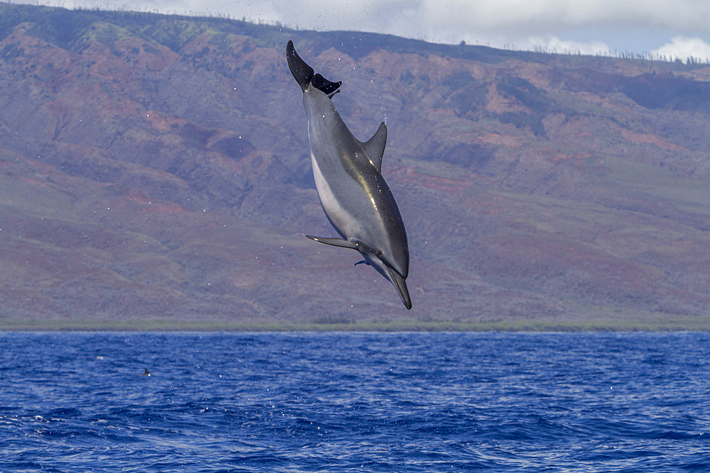 Hawaiian spinner dolphin, Stenella longirostris, spinning, possibly to dislodge attached remoras, Lanai, Hawaii, USA.