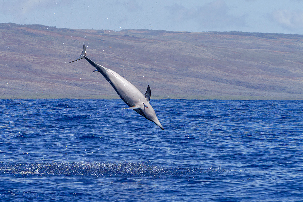 Hawaiian spinner dolphin, Stenella longirostris, spinning, possibly to dislodge attached remoras, Lanai, Hawaii, USA.