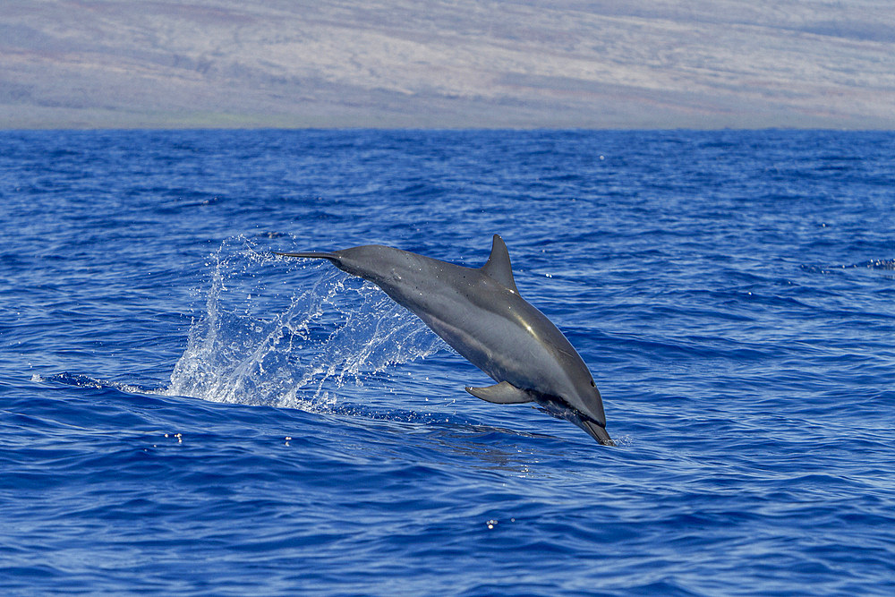 Hawaiian spinner dolphin, Stenella longirostris, leaping, possibly to dislodge attached remoras, Lanai, Hawaii, USA.