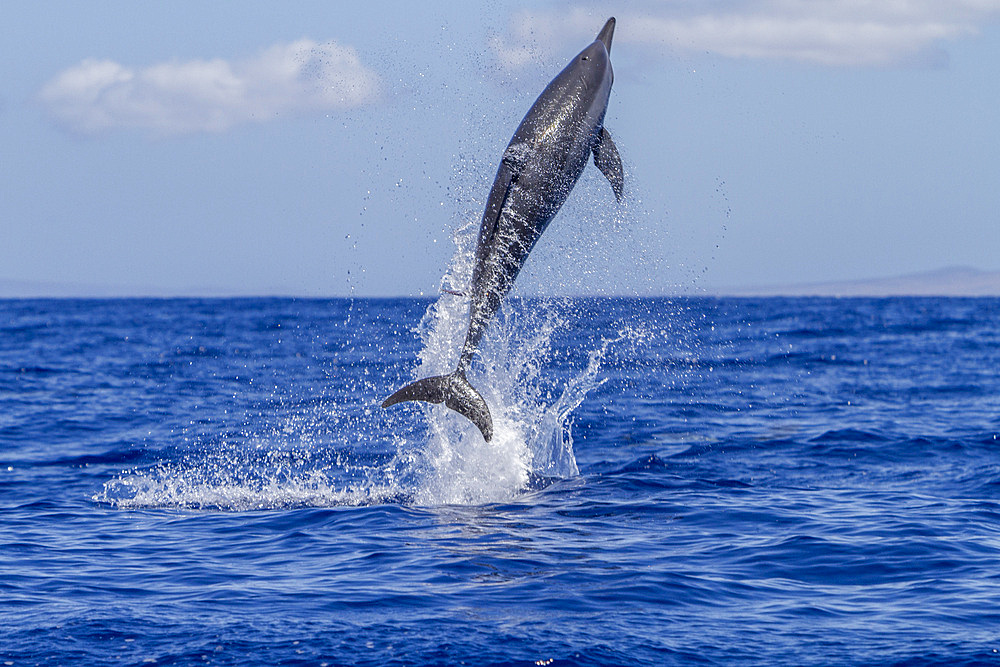 Hawaiian spinner dolphin, Stenella longirostris, spinning, possibly to dislodge attached remoras, Lanai, Hawaii, USA.