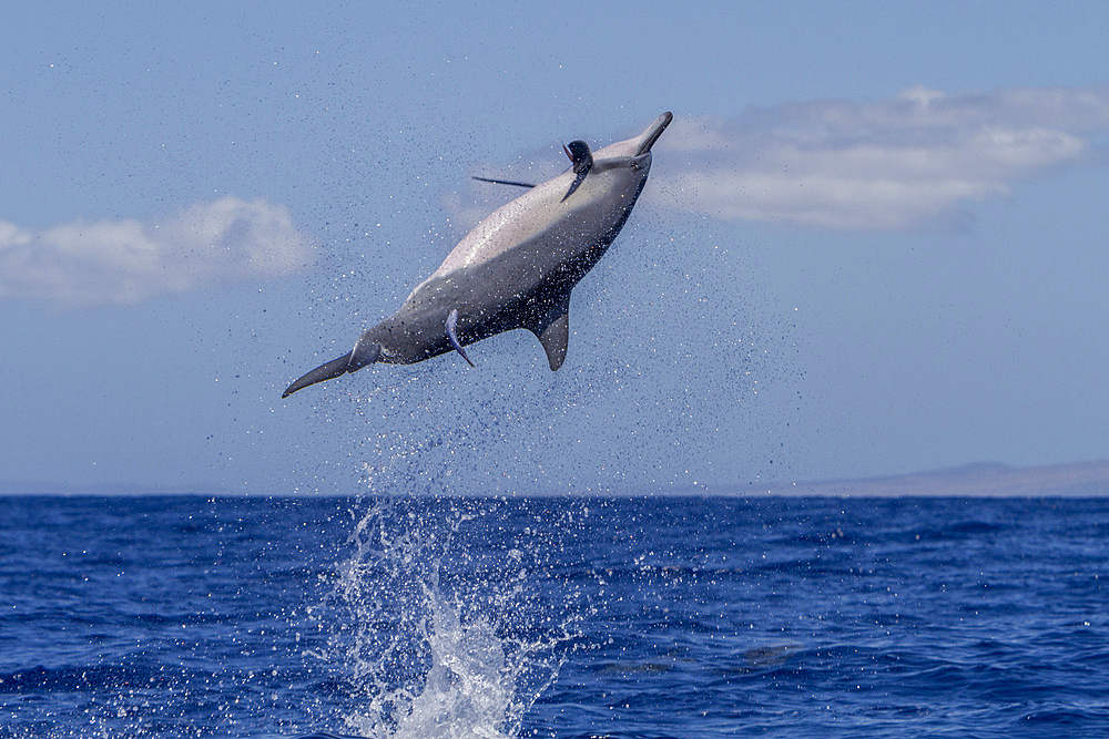 Hawaiian spinner dolphin, Stenella longirostris, spinning, possibly to dislodge attached remoras, Lanai, Hawaii, USA.
