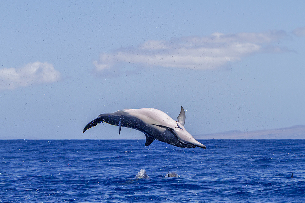 Hawaiian spinner dolphin, Stenella longirostris, spinning, possibly to dislodge attached remoras, Lanai, Hawaii, USA.