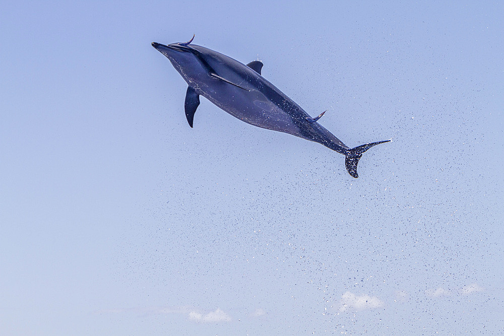 Hawaiian spinner dolphin, Stenella longirostris, spinning, possibly to dislodge attached remoras, Lanai, Hawaii, USA.