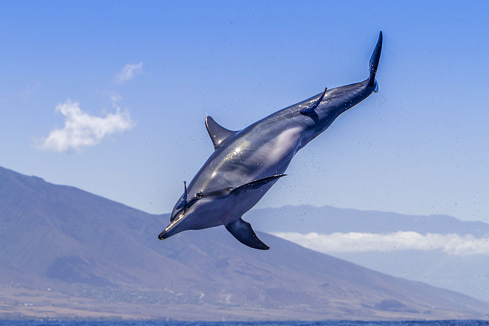 Hawaiian spinner dolphin, Stenella longirostris, spinning, possibly to dislodge attached remoras, Lanai, Hawaii, USA.