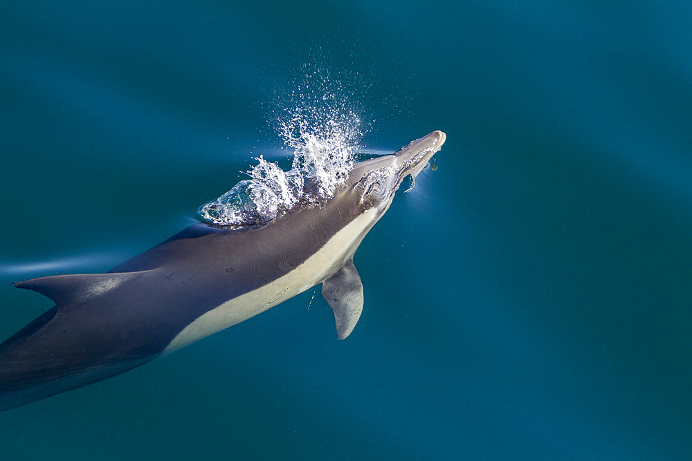Long-beaked common dolphins, Delphinus delphis, encountered near Isla del Carmen, Baja California Sur, Mexico.
