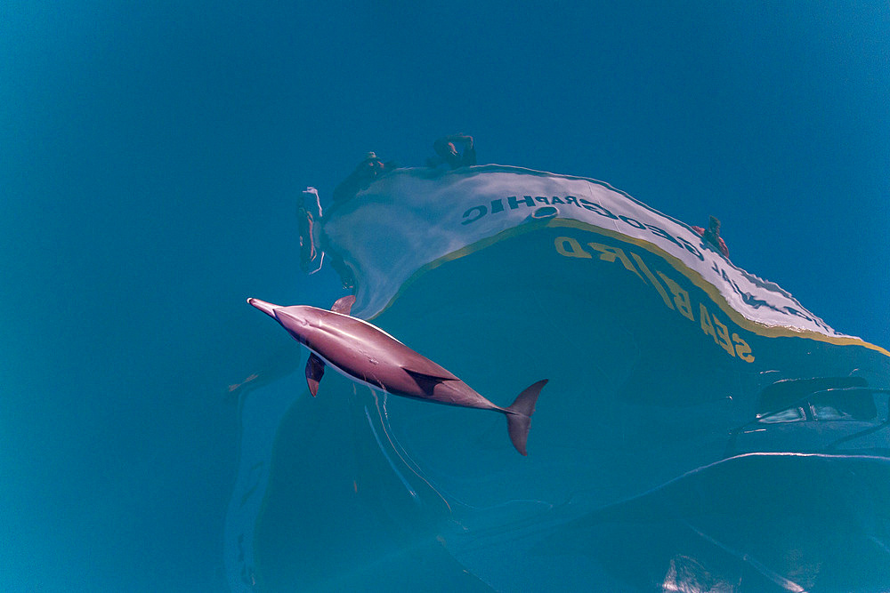 Long-beaked common dolphins, Delphinus delphis, bow riding near Isla del Carmen, Baja California Sur, Mexico.