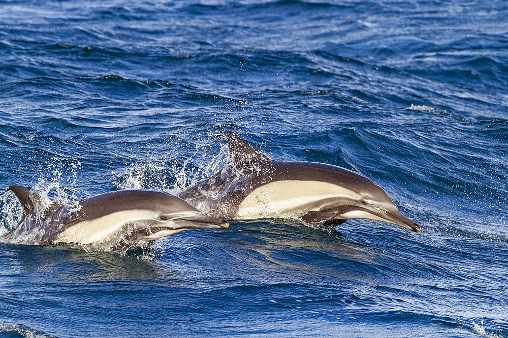 Long-beaked common dolphins, Delphinus delphis, encountered near Isla del Carmen, Baja California Sur, Mexico.