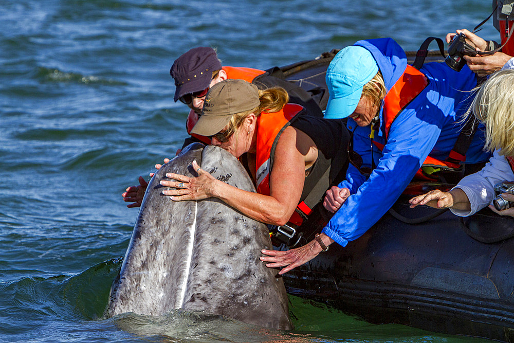 California gray whale, Eschrichtius robustus, calf with excited whale watchers in San Ignacio Lagoon, Mexico.