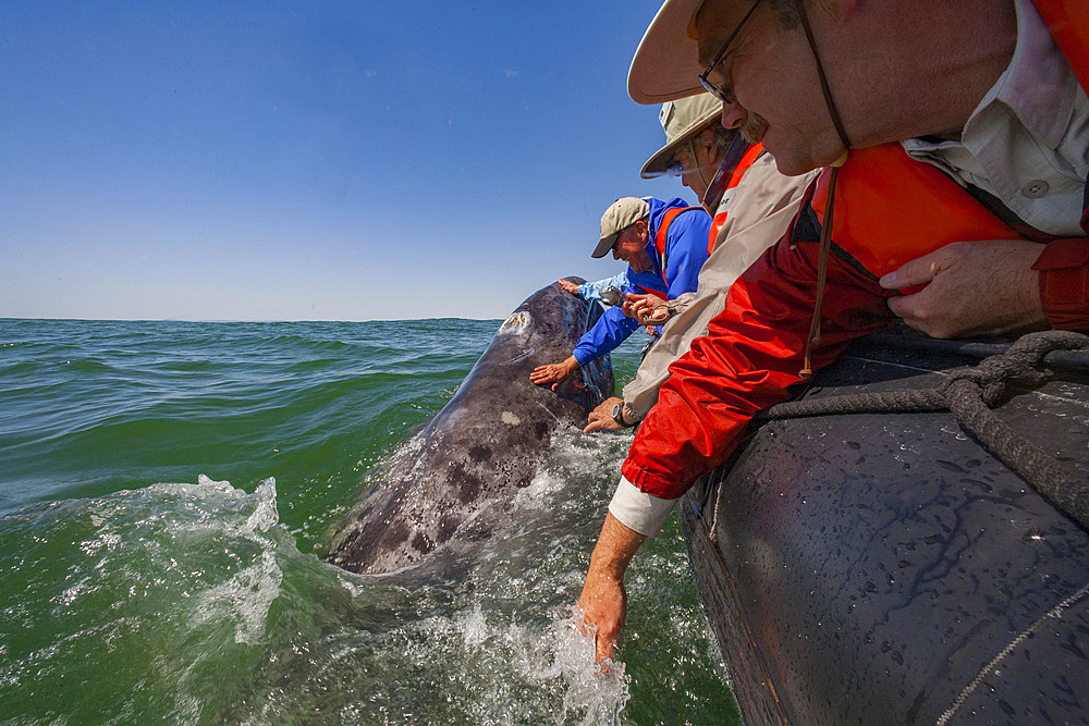 California gray whale, Eschrichtius robustus, calf with excited whale watchers in San Ignacio Lagoon, Mexico.