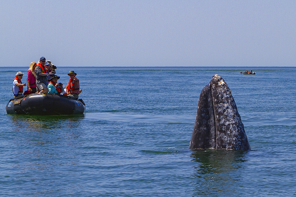 Adult California gray whale, Eschrichtius robustus, with excited whale watchers in San Ignacio Lagoon, Mexico.