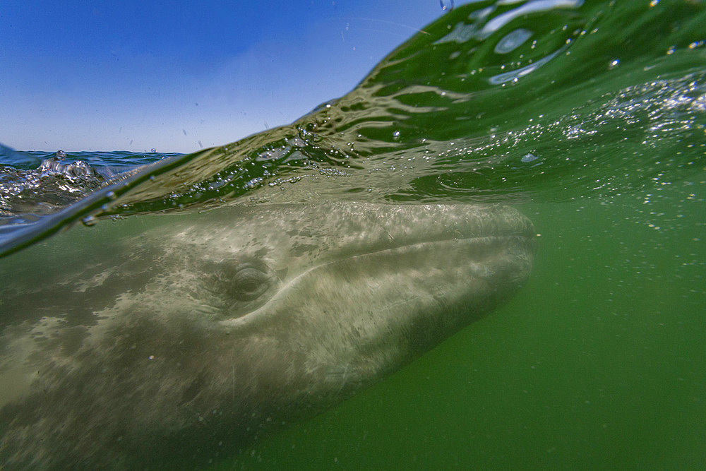 California gray whale, Eschrichtius robustus, calf half above and half below the water in San Ignacio Lagoon, Mexico.