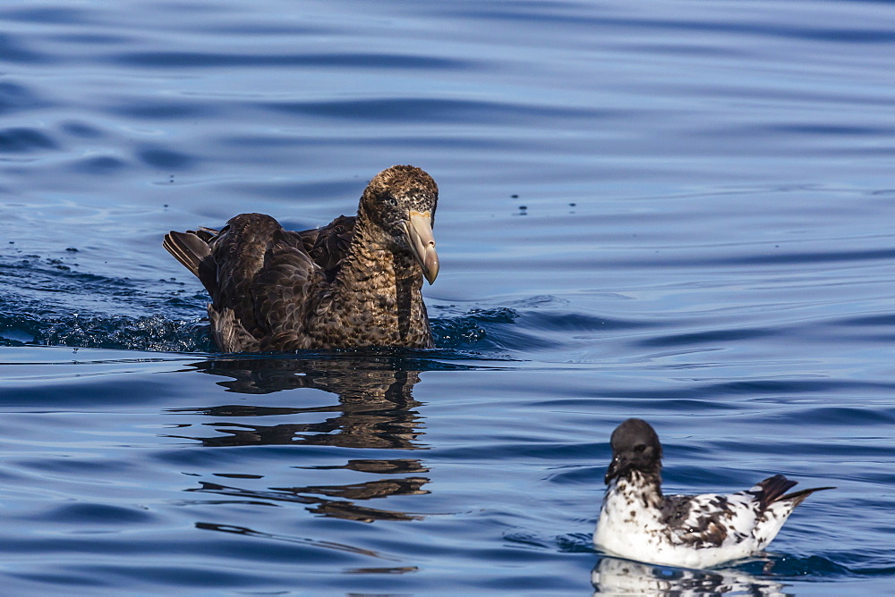 Northern giant petrel (Macronectes halli) off Kaikoura, South Island, New Zealand, Pacific