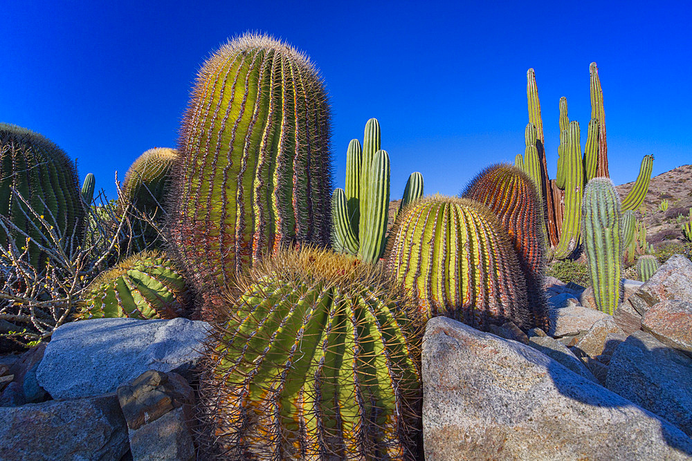 The endemic giant barrel cactus, Ferocactus diguetii, on Isla Santa Catalina, Baja California Sur, Mexico.