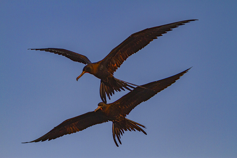 The magnificent frigatebird, Fregata magnificens, in flight near the town of San Carlos, Baja California Sur, Mexico.