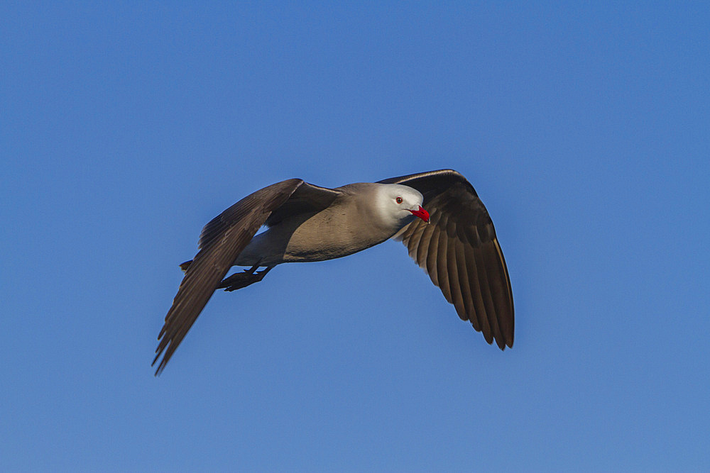 Heermann's gull, Larus heermanni, in flight near Isla Rasa in the middle Gulf of California, Mexico.