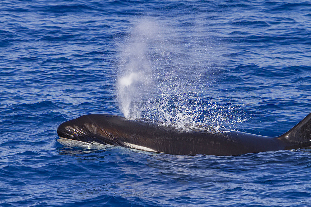Adult killer whale, Orcinus orca, surfacing off Cabo Corso at 24° 37.9N 112° 13.1W, Baja California Sur, Mexico.