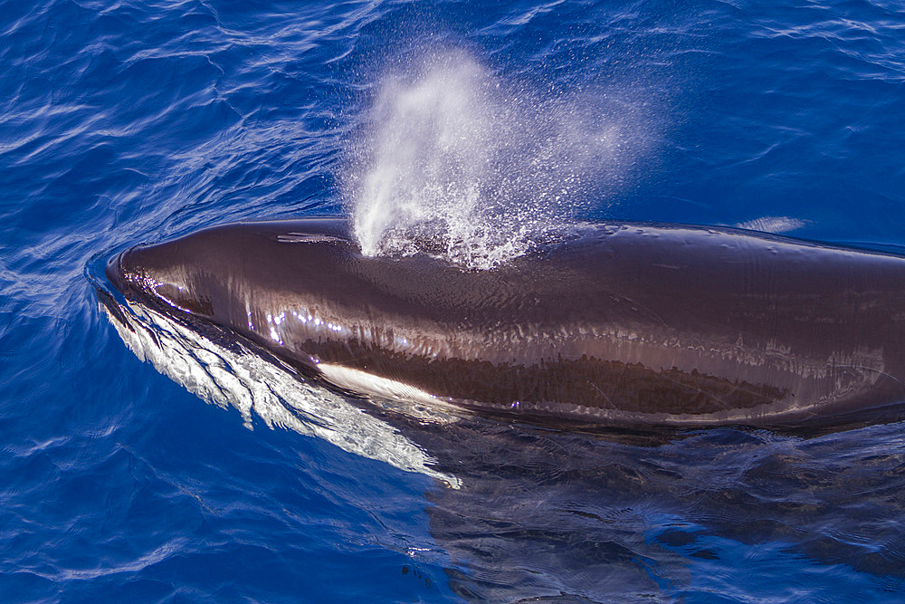 Adult killer whale, Orcinus orca, surfacing off Cabo Corso at 24° 37.9N 112° 13.1W, Baja California Sur, Mexico.