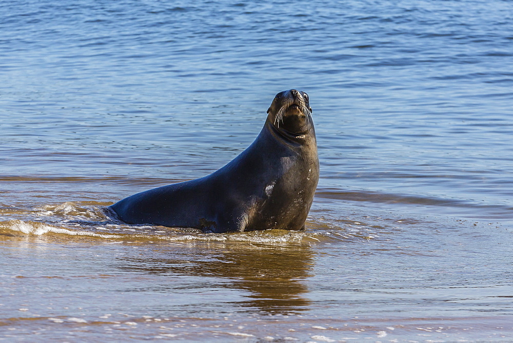 Adult New Zealand (Hooker's) sea lion (Phocarctos hookeri), Ulva Island, off Stewart Island, South Island, New Zealand