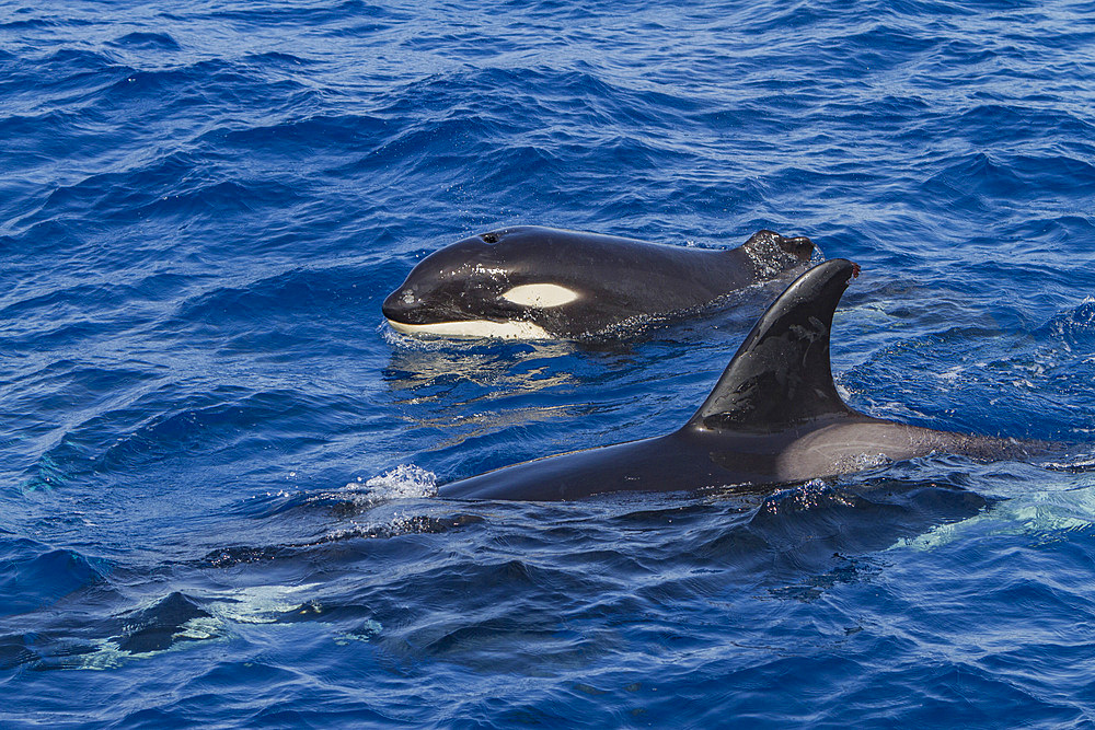 Juvenile killer whale, Orcinus orca, surfacing with a missing portion of its dorsal fin, Cabo Corso, Baja California Sur, Mexico.
