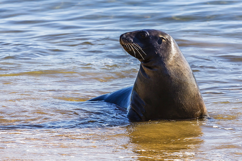 Adult New Zealand (Hooker's) sea lion (Phocarctos hookeri), Ulva Island, off Stewart Island, South Island, New Zealand, Pacific