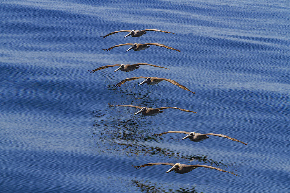Adult brown pelicans, Pelecanus occidentalis, in formation in the Gulf of California, Baja California, Mexico.