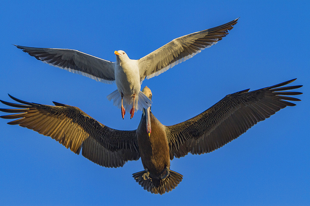 Adult brown pelican, Pelecanus occidentalis, in the fishing town of San Carlos on the Pacific side of Baja California, Mexico,.