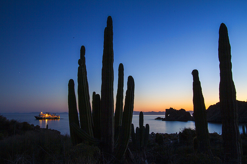 Cardon cactus, Pachycereus pringlei, being 'painted' with light at night on Isla Catalina, Baja California Sur, Mexico.