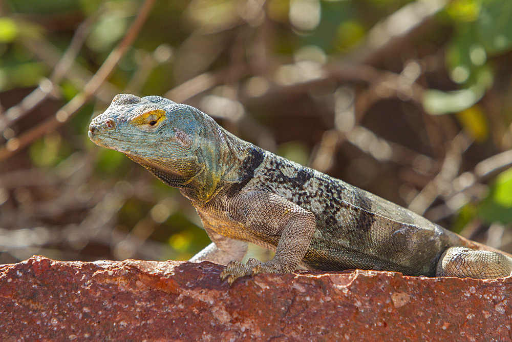 San Lucan banded rock lizard, Petrosaurus thalassinus, an endemic lizard found only in the cape region, Mexico.